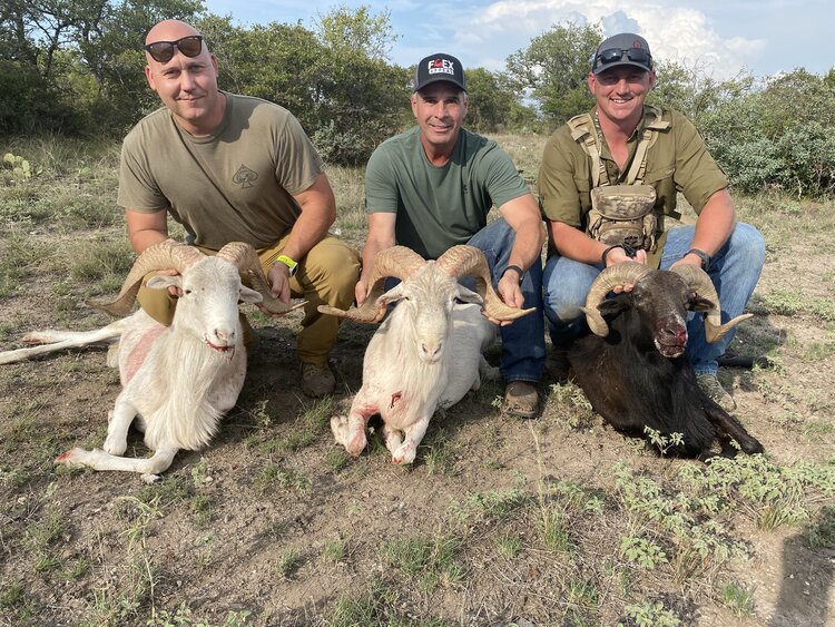 ram hunting in texas