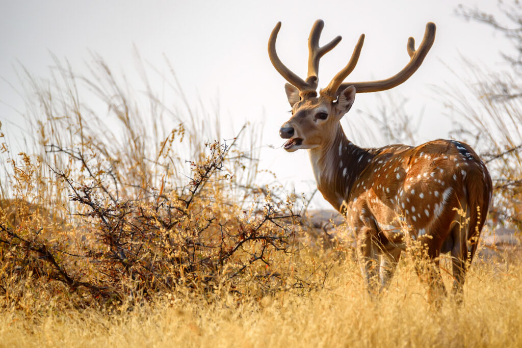 axis deer hunts in Central TX