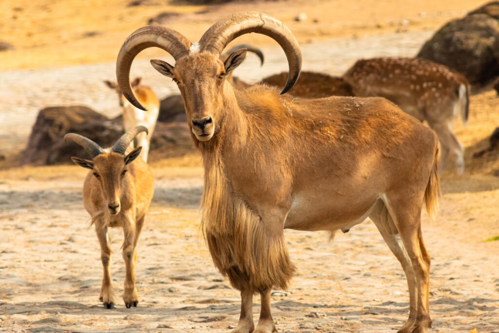 aoudad sheep hunting in texas