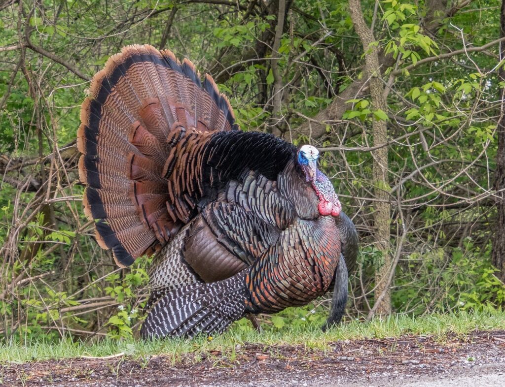 hill country turkey hunting ranch