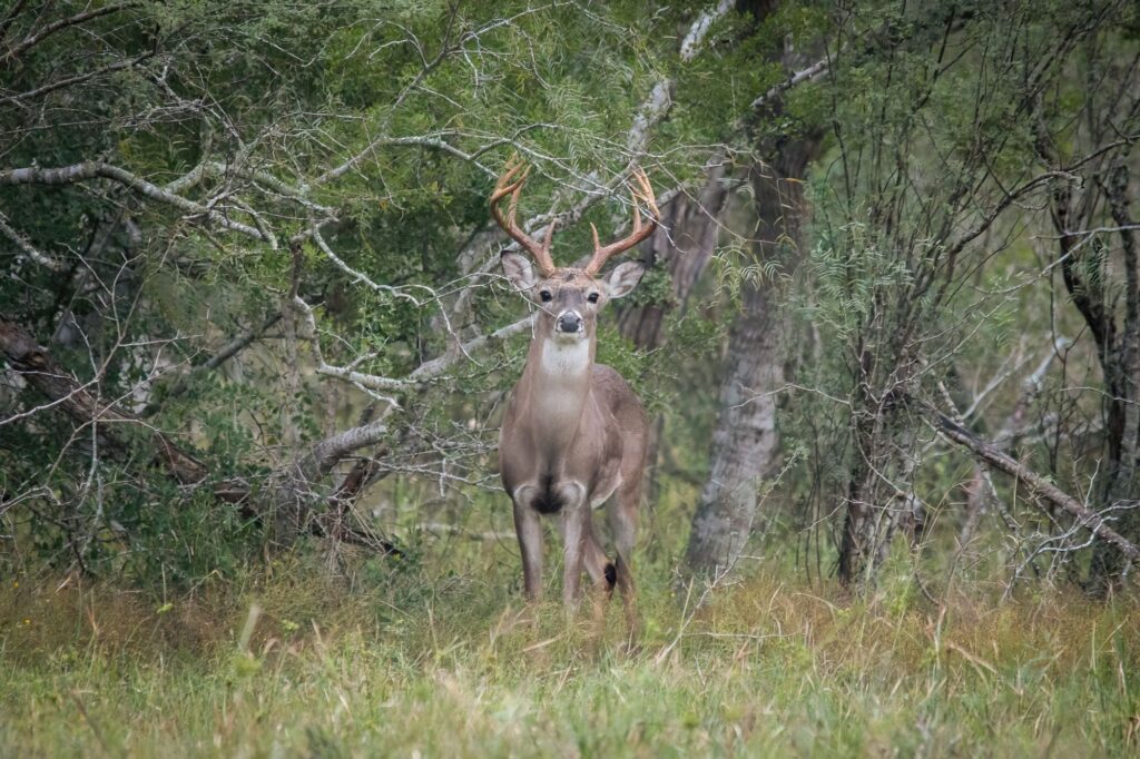 whitetail hunting central tx